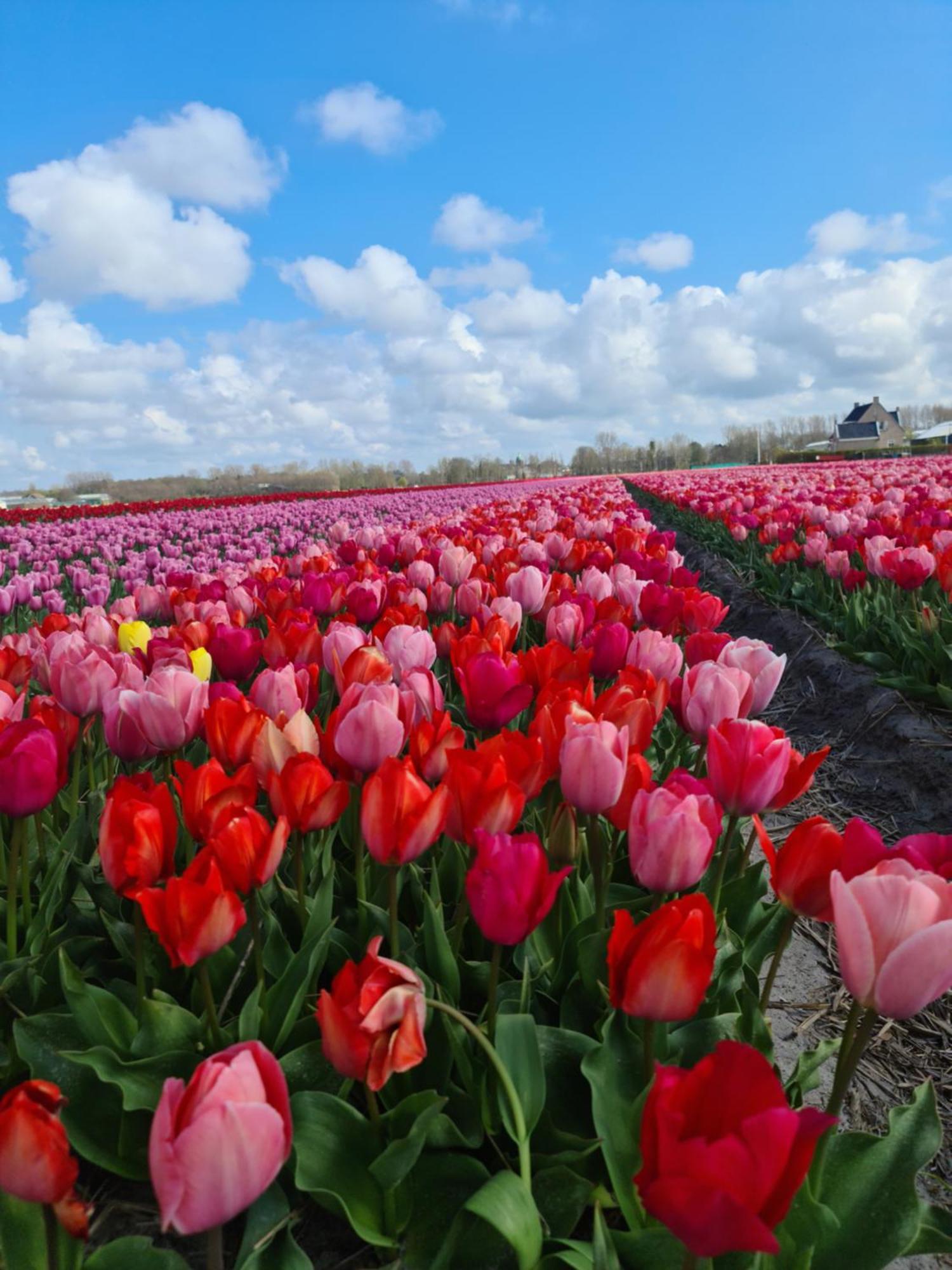Bed and Breakfast Tamar 2 Katwijk aan Zee Pokój zdjęcie